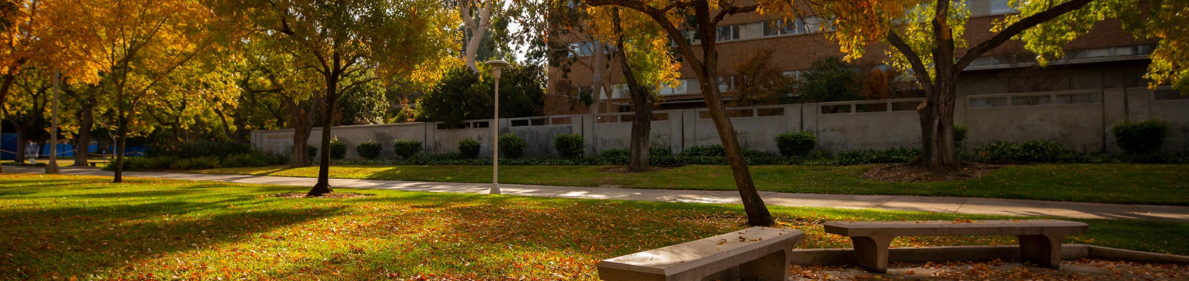 Campus in fall, trees with golden leaves